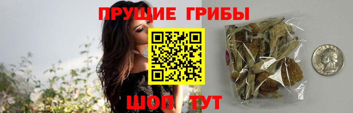 Галлюциногенные грибы GOLDEN TEACHER  где найти наркотики  Киселёвск  Галлюциногенные грибы прущие грибы  Вход с VPN 